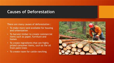 What Are The Causes Of Deforestation In Points